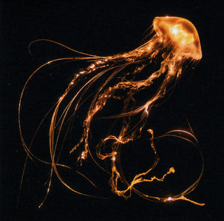 Royal Blood (6) : Back To The Water Below (CD, Album)