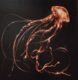 Royal Blood (6) : Back To The Water Below (LP, Album, Ltd, Cle)