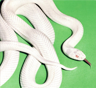 Deftones : Private Music (CD, Album)